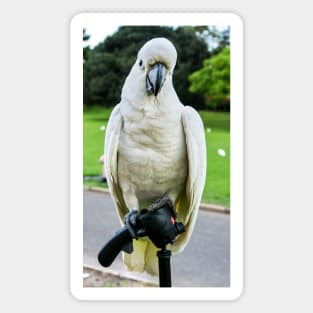 Sulphur-Crested Cockatoo Magnet